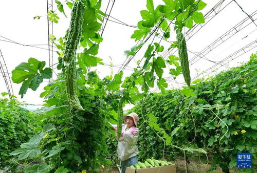 河北盧龍 特色果蔬種植驅(qū)動鄉(xiāng)村振興