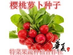 櫻桃蘿卜 特菜果蔬種植合作社的優質供應與種植之道