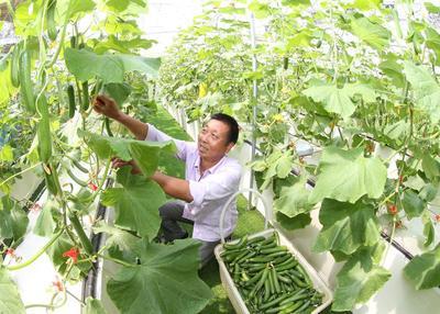 浙江安吉 無土栽培技術引領果蔬種植新風尚，綠色健康產品新鮮上市