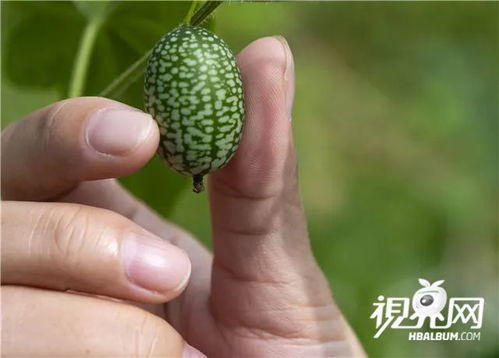 特色果蔬種植助脫貧增收 綠色產業振興鄉村
