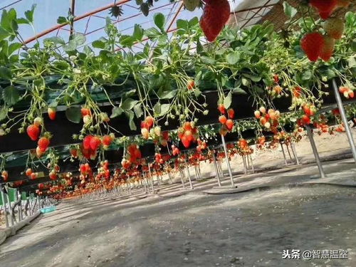 無(wú)土栽培與果蔬前沿種植技術(shù)培訓(xùn) 苗木種植的未來(lái)之路